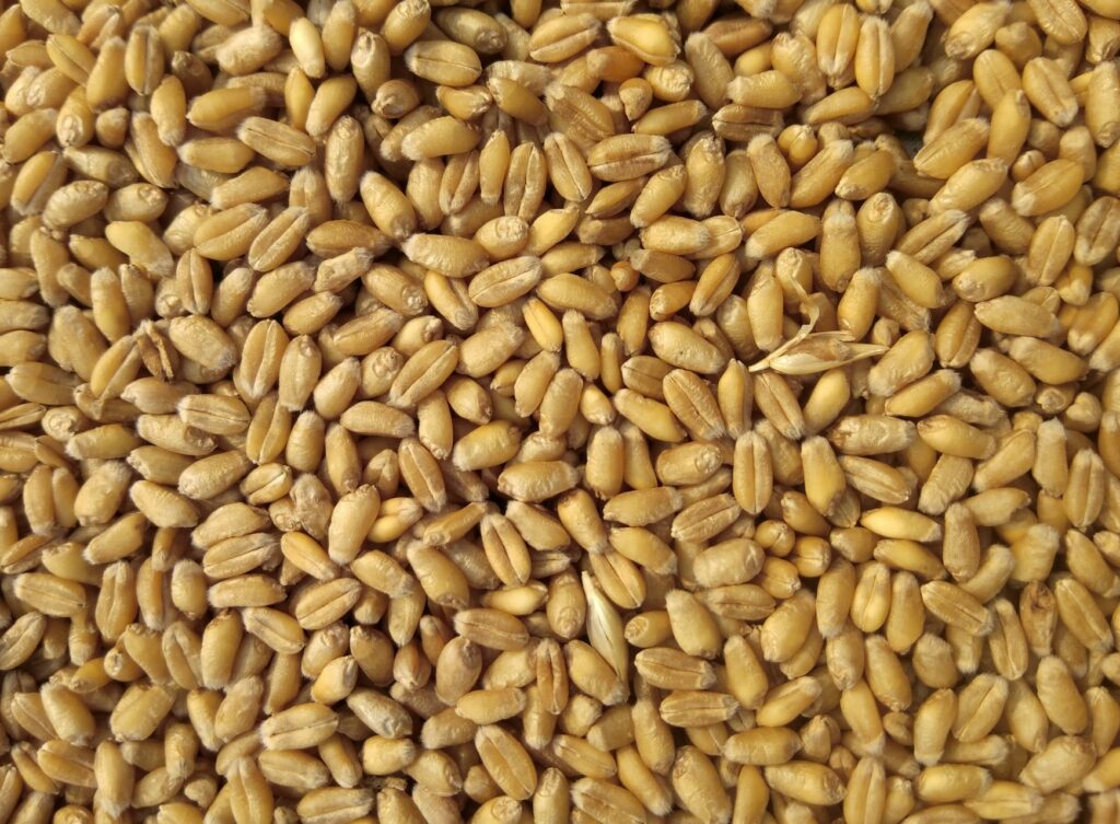 Combine harvesting soybeans in the American Midwest.